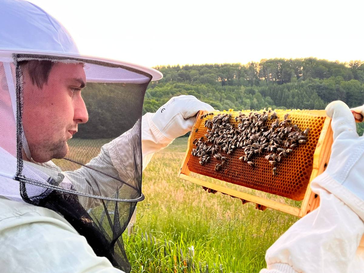 Imker hält eine Wabe gegen das Licht, dahinter Wiese