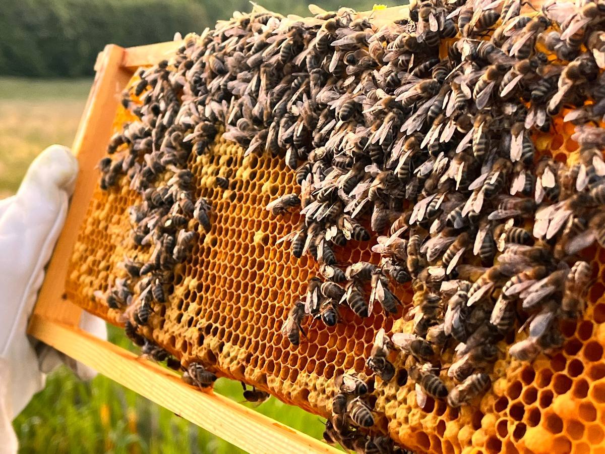 Rähmchen mit Bienen und Brutnest