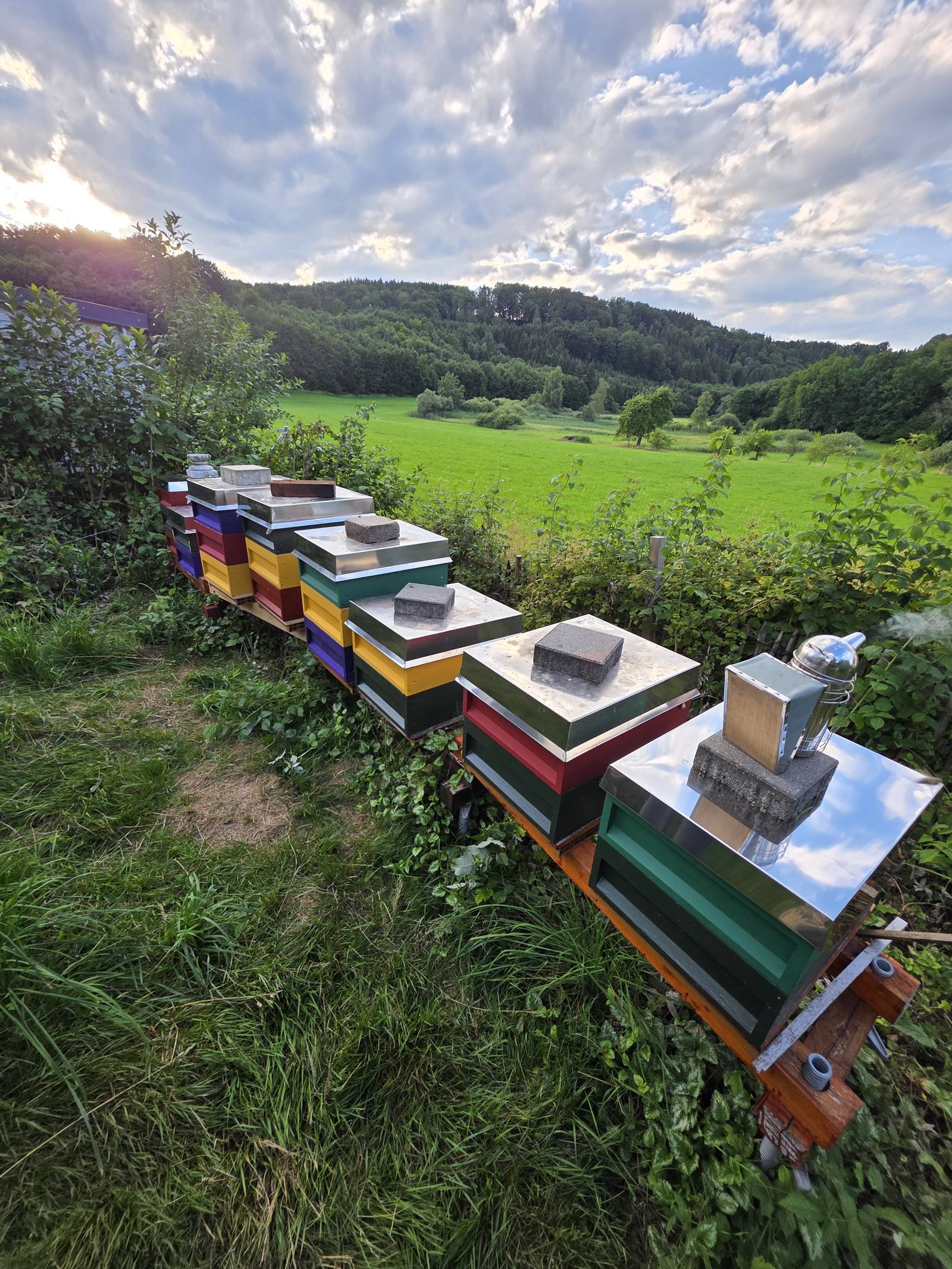 Bienenstand der Imkerei Meßmer am Abend, bunte Beuten in einer Reihe vor Wiese und Wald
