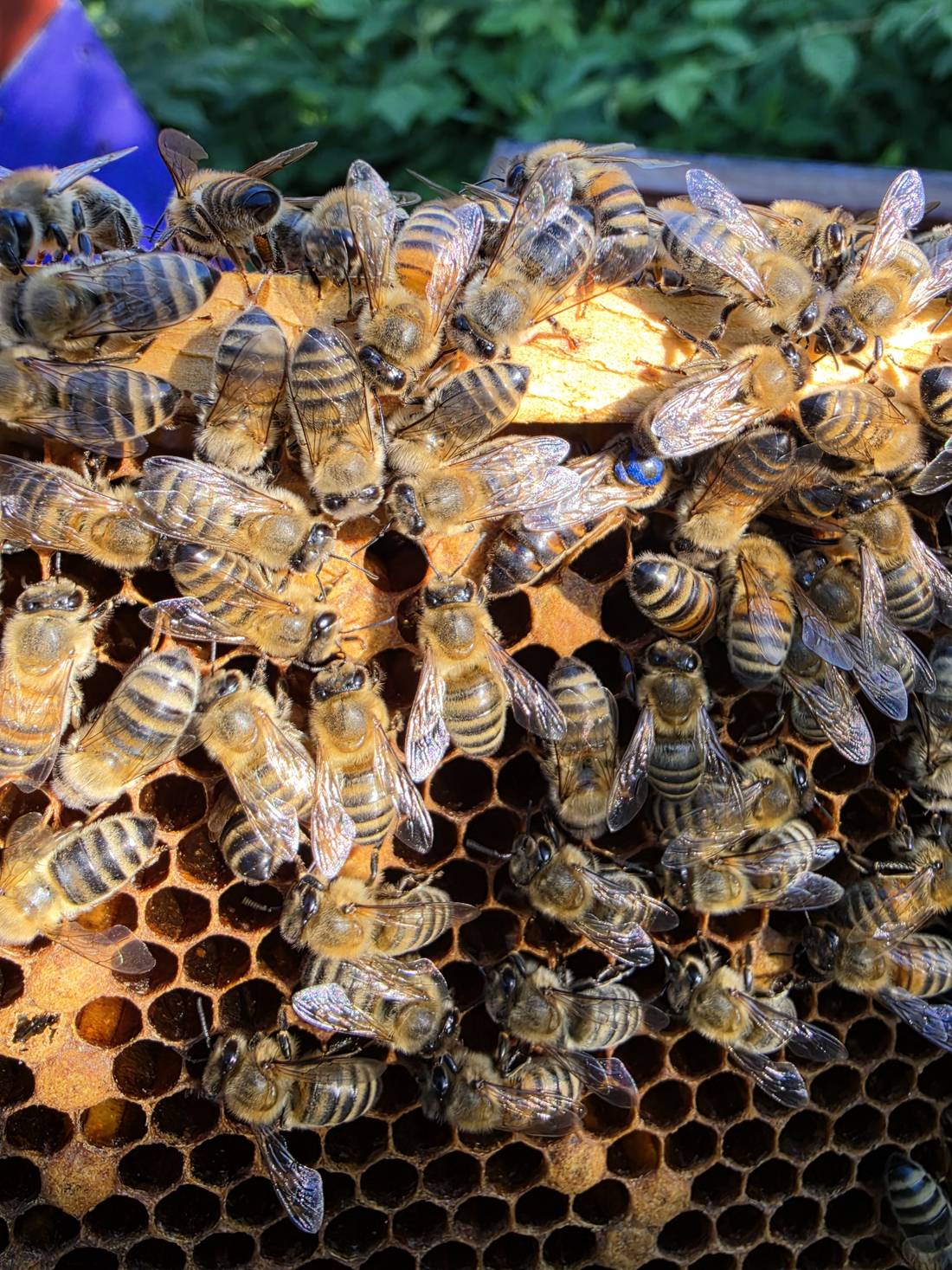 Bienen auf einer Wabe aus der Nähe