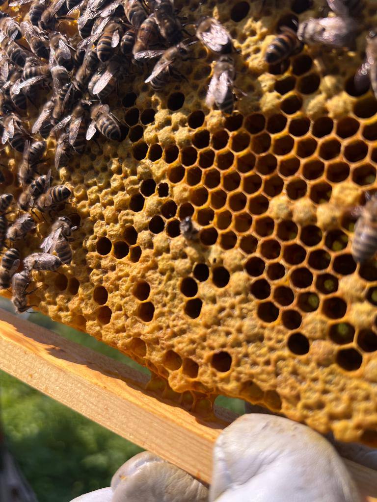 Wabe voller Bienen mit eingetragenem Honig